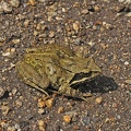 Grasfrosch (Rana temporaria)